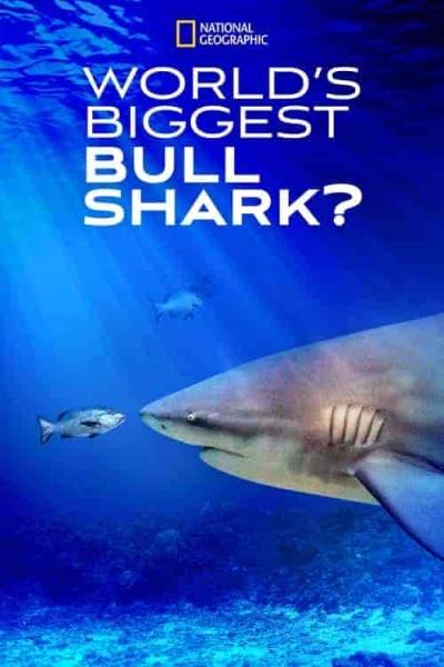 فيلم World’s Biggest Bull Shark 2021 مترجم اون لاين