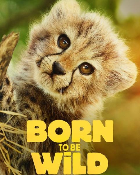 مسلسل Born to be Wild الموسم الاول الحلقة 6 والاخيرة مترجمة